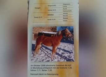 Haflinger / Avelignese, Stallone, 21 Anni, 146 cm, Sauro