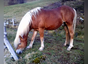 Haflinger, Hengst, 20 Jahre, 146 cm, Fuchs