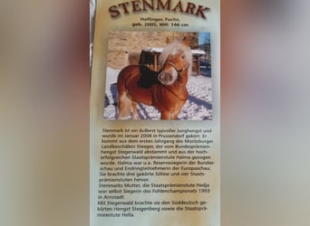 Haflinger, Hengst, 20 Jahre, 146 cm, Fuchs