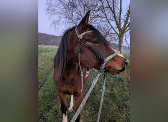 Straight Egyptian, Gelding, 10 years, 14,1 hh, Brown