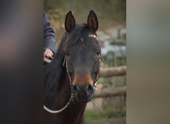 Straight Egyptian, Gelding, 11 years, 15.1 hh, Brown