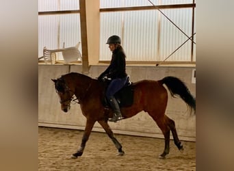 Straight Egyptian, Gelding, 11 years, 15.2 hh, Brown