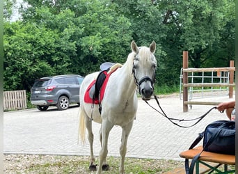 Straight Egyptian, Gelding, 11 years, 15 hh, Grey