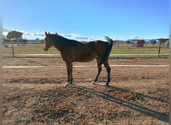 Straight Egyptian, Gelding, 12 years, 14.3 hh, Brown