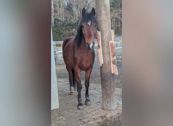Straight Egyptian, Gelding, 12 years, 14 hh, Brown