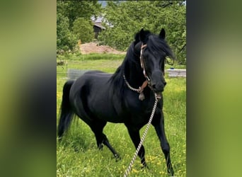 Straight Egyptian, Gelding, 12 years, 14,1 hh, Black