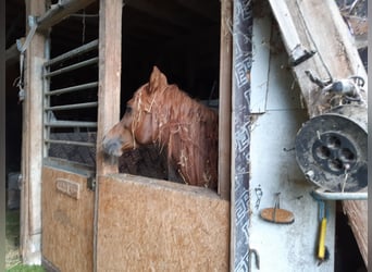 Straight Egyptian, Gelding, 12 years, 14,2 hh, Chestnut-Red