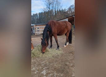Straight Egyptian, Gelding, 13 years, 14 hh, Bay-Dark