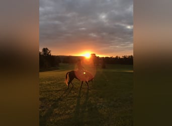 Straight Egyptian Mix, Gelding, 13 years, 14,2 hh, Chestnut-Red
