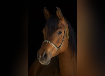 Straight Egyptian, Gelding, 14 years, 15,1 hh, Brown