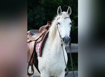 Straight Egyptian, Gelding, 14 years, 15 hh, Gray