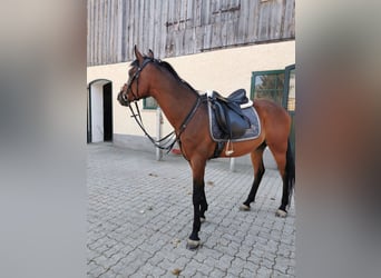 Straight Egyptian, Gelding, 15 years, 15 hh, Brown