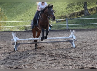 Straight Egyptian, Gelding, 17 years, 15 hh, Brown