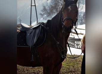 Straight Egyptian, Gelding, 17 years, 15 hh, Brown