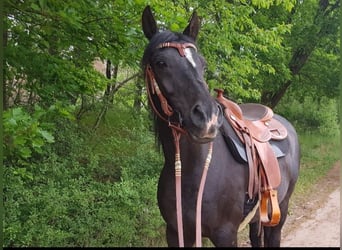 Straight Egyptian, Gelding, 18 years, 14.3 hh, Black