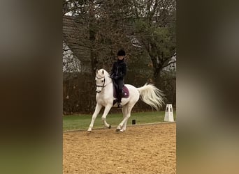 Straight Egyptian, Gelding, 18 years, 14,3 hh, Grey-Fleabitten
