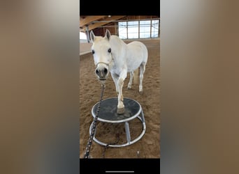 Straight Egyptian, Gelding, 18 years, 14,3 hh, Grey-Fleabitten