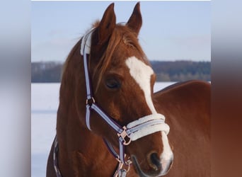 Straight Egyptian, Gelding, 19 years, 14,2 hh, Chestnut-Red
