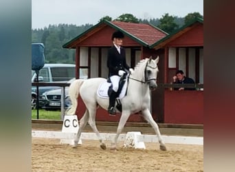 Straight Egyptian, Gelding, 19 years, 14,3 hh, Grey-Fleabitten