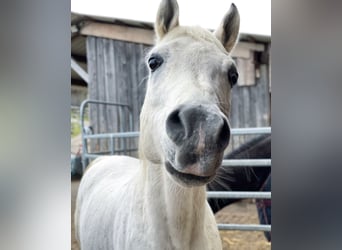 Straight Egyptian, Gelding, 19 years, 14,3 hh, Grey-Fleabitten