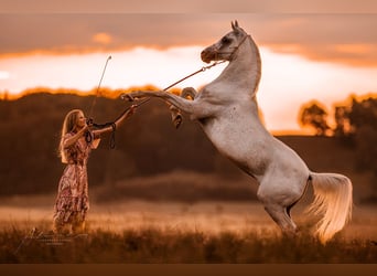 Straight Egyptian, Gelding, 19 years, 14,3 hh, Grey-Fleabitten