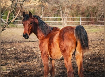 Straight Egyptian, Gelding, 1 year, 14,2 hh, Brown