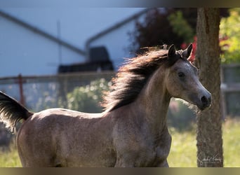 Straight Egyptian, Gelding, 1 year, 15,1 hh, Can be white
