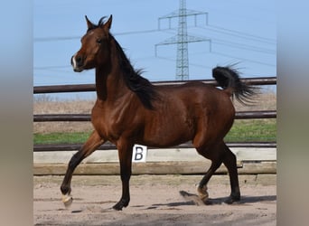 Straight Egyptian, Gelding, 2 years, 14.3 hh, Brown