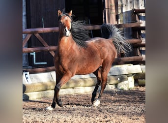 Straight Egyptian, Gelding, 2 years, 14.3 hh, Brown