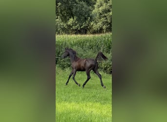 Straight Egyptian, Gelding, 2 years, Black
