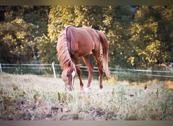 Straight Egyptian, Gelding, 3 years, 15.1 hh, Chestnut-Red