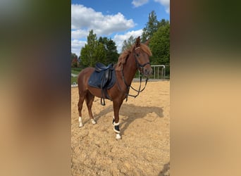 Straight Egyptian, Gelding, 3 years, 15 hh, Chestnut-Red