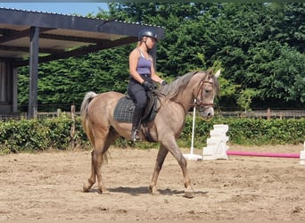 Straight Egyptian, Gelding, 3 years, 15,1 hh, Gray-Fleabitten