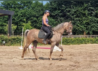 Straight Egyptian, Gelding, 3 years, 15,1 hh, Gray-Fleabitten