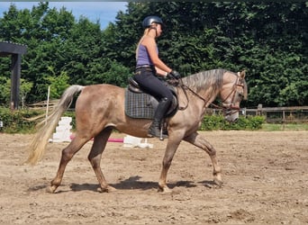 Straight Egyptian, Gelding, 3 years, 15,1 hh, Gray-Fleabitten