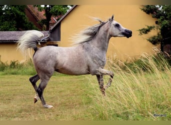 Straight Egyptian, Gelding, 3 years, 15,1 hh, Grey