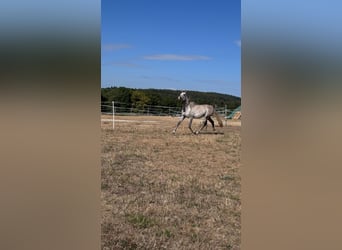 Straight Egyptian, Gelding, 4 years, 14.2 hh, Grey