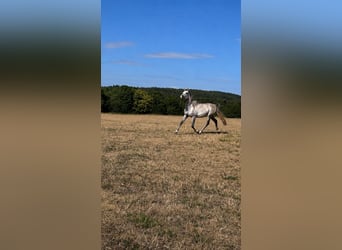 Straight Egyptian, Gelding, 4 years, 14.2 hh, Grey