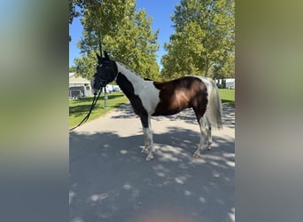 Straight Egyptian Mix, Gelding, 4 years, 15.1 hh, Pinto