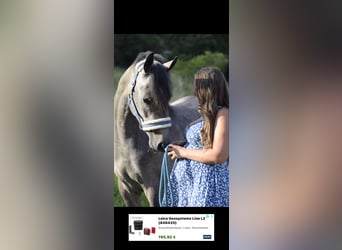 Straight Egyptian, Gelding, 4 years, 15.2 hh, Grey