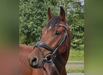 Straight Egyptian, Gelding, 4 years, 15 hh, Brown