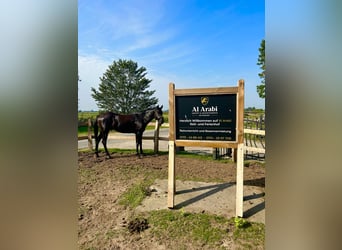 Straight Egyptian, Gelding, 5 years, 14,3 hh, Smoky-Black