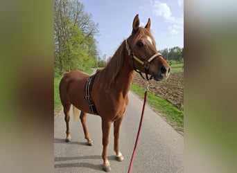 Straight Egyptian, Gelding, 5 years, 14,2 hh, Chestnut-Red