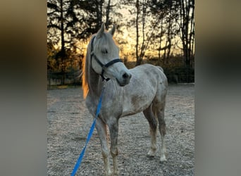Straight Egyptian, Gelding, 5 years, 15,2 hh, Gray