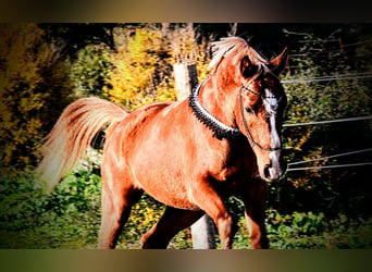 Straight Egyptian, Gelding, 6 years, 14.2 hh, Chestnut-Red