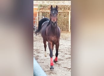 Straight Egyptian, Gelding, 7 years, 14.2 hh, Brown