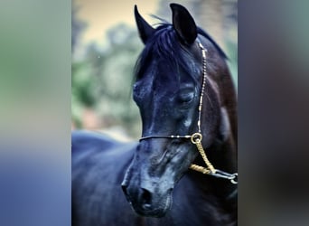 Straight Egyptian, Gelding, 7 years, 15,1 hh, Black