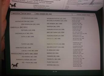 Straight Egyptian, Gelding, 8 years, 14,1 hh, Brown