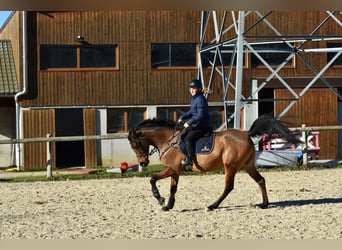 Straight Egyptian, Gelding, 8 years, 15.2 hh, Brown