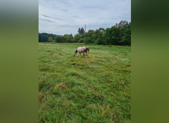 Straight Egyptian, Hingst, 10 år, 154 cm, Gråskimmel